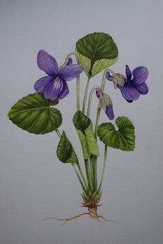 watercolor painting of purple flowers and green leaves