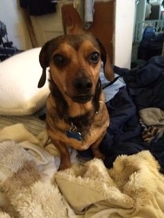 a brown dog sitting on top of a bed covered in blankets