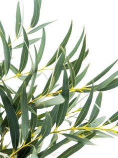 an olive tree branch with green leaves and yellow tips on it's branches, against a white background