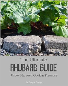 the ultimate rhubarb guide grow, harvest, cook and preserve