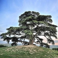 a large tree sitting on top of a lush green hillside