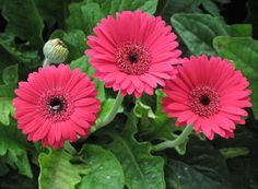 three pink flowers with green leaves in the background