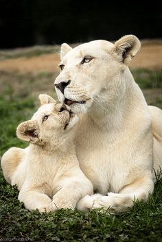 two white lions cuddle together in the grass