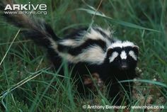 a black and white striped skunky walking through tall grass with it's tail sticking out