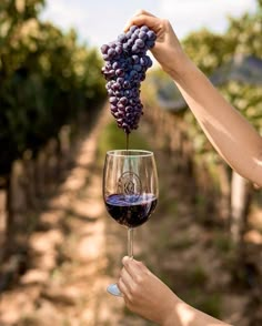 a person holding a wine glass with grapes in it