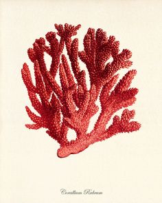 a red seaweed is shown on a white background with the words,'corals and