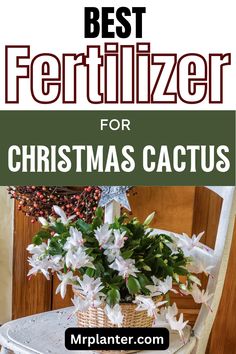 Christmas cactus plant with white blooms on a chair Succulents Care, Gardening Tips And Tricks, Indoor Planting, Easter Cactus, Thanksgiving Cactus, Holiday Cactus