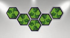 four hexagons with green plants in them on a white wall and floor