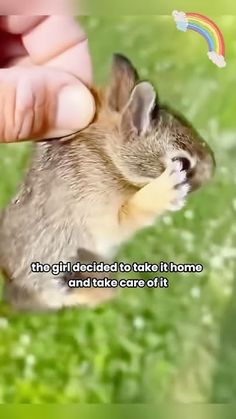 a small rabbit is being petted by someone's hand with the caption, the girl decided to take it home and take care of it