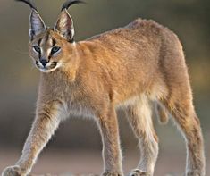 a caramel colored cat walking across a dirt field with trees in the back ground