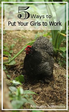 Chickens do more than just lay eggs! Chicken Tunnel, Chicken Facts, Chicken Raising, Chicken Items, Chicken Care, Egg Laying Chickens, Gardening Vegetables, Chicken Health, Perfect Diet