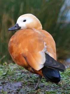 an orange and white bird standing on the ground next to some grass with water in the background