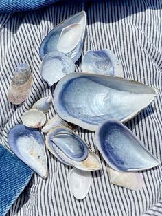 several clams are laying on a striped cloth