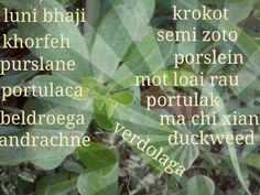 the words are written in different languages on a leafy green plant with leaves around it