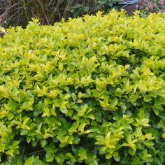 a bush with green leaves in front of some bushes