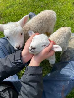 a person holding two lambs in their hands while laying on the ground with grass behind them