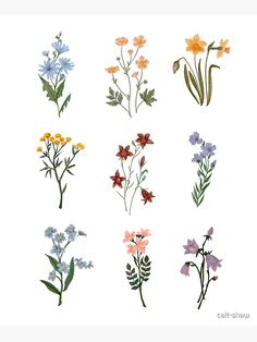 six different types of wildflowers in various colors and sizes on a white background