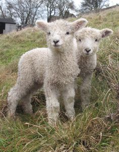 two lambs standing in the grass on a hill