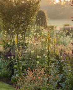 the sun shines through the trees and flowers in this garden filled with wildflowers