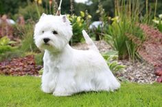 a small white dog sitting on top of a lush green field