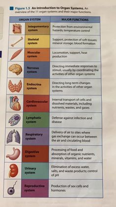 the diagram shows different types of organ systems