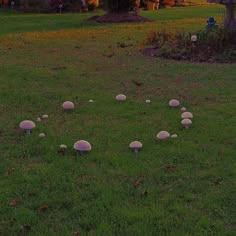 small white mushrooms in the grass near a tree