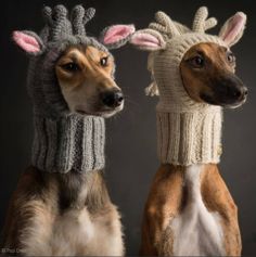 two dogs wearing knitted hats and scarves with the words, welcome behind them