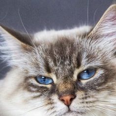 a close up of a cat with blue eyes