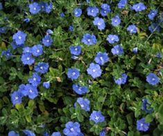 some blue flowers are growing in the grass