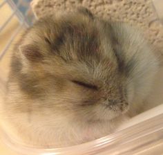 a cat sleeping in a plastic container