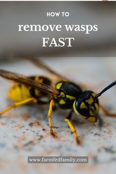 a yellow and black insect with text overlay that reads how to remove waspss fast