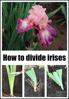 an image of how to divide irises in the garden with text overlay that reads, how to divide irises