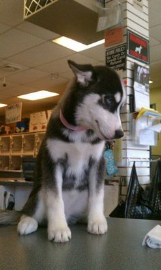 a black and white husky dog sitting on top of a counter in a pet store