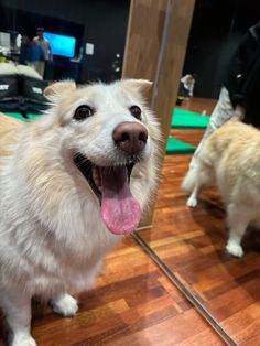 a white dog standing on top of a hard wood floor next to a mirror with its tongue hanging out