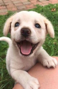 a small white dog laying on top of a person's arm in the grass