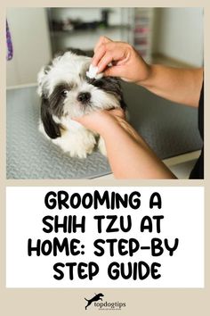 Say goodbye to salon visits and hello to home grooming bliss! Our 9-step Shih Tzu grooming guide empowers you to keep your pup looking their best without the hassle. Grooming Shih Tzu Diy, Groom Shih Tzu, How To Groom A Shih Tzu At Home, Male Shih Tzu Grooming Styles, Grooming Shih Tzu, Shih Tzu Haircuts Grooming, Japanese Dog Grooming, Shih Tzu Grooming Styles, Dog Grooming Shih Tzu