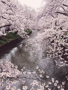 the water is running through some trees with white flowers