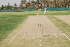 two men playing cricket on a grass field with palm trees in the backgroud