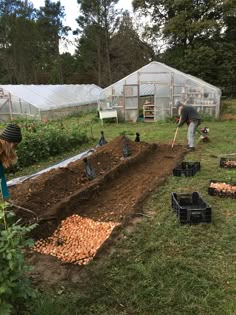 people are working in the garden with carrots on the ground and other plants growing