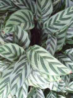 a green and white plant with large leaves