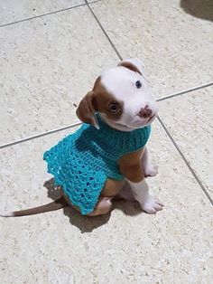 a small brown and white dog sitting on top of a tile floor wearing a blue scarf