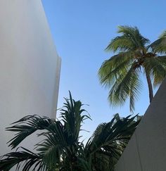 two palm trees in front of a white building