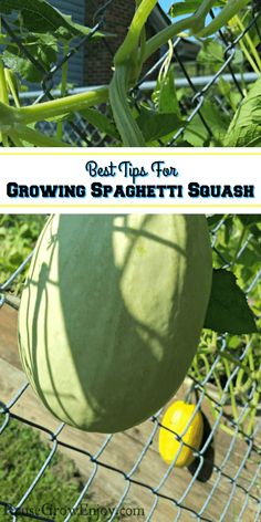 a watermelon growing on a fence with the words best tips for growing spaghetti squash