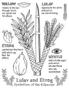 the four species of plants are depicted in this coloring page