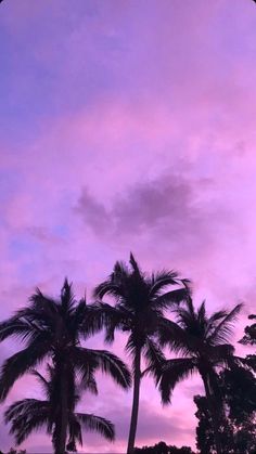 palm trees against a purple sky with clouds