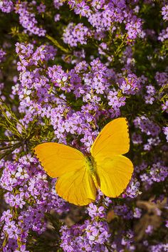 a yellow butterfly sitting on top of purple flowers