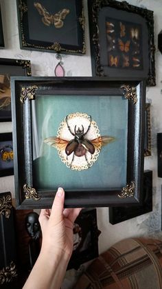 a person holding up a framed insect in front of a wall with pictures on it