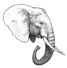 an elephant with tusks is shown in this black and white drawing by hand