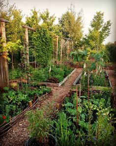 an outdoor garden with lots of plants growing in the ground and trees around it,