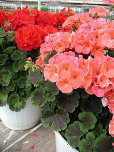 several potted plants with red and pink flowers